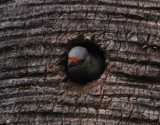 Woodpecker chicks first look at  the world