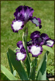Purple--White-Iris.jpg