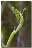 Sweet fennel