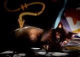 Not Your Ordinary Pussy Cat...