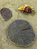 Unidentified Marine Life, Manuel Antonio National Park