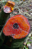 Blood Tree, Tortuguero Selva