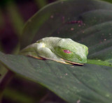 Mysterious Sleepy Frog, Monteverde Cloud Forest