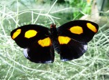 Pretty Butterfly, Monteverde Forest
