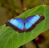 Morpho Butterfly, Monteverde Forest