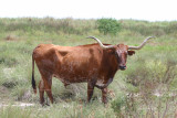 Longhorn Steer