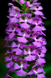 Platanthera Grandiflora Large Purple Orchid  tb0609acrrv.jpg