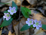 Spring Beauties Decorating Forest Floor tb0409frr.jpg