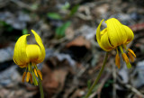 Trout Lillies Blooming in Spring Woods tb0409fer.jpg