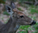Whitetail Deer Nature Profile tb0509or.jpg