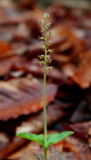 Listera Cordata Early Spring Bloom tb0509ajr.jpg