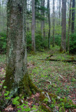 Birch Tree in Mature Forest Scene tb0509ajr.jpg