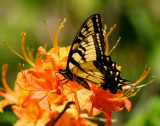 Tiger Swallowtail Browsing on Azaleas tb0509pgr.jpg