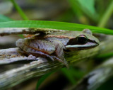 Woodland Green Frog Chilling Out tb0509per.jpg