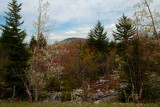 Black Mtn Eastern View thru New Foliage tb0509ubr.jpg
