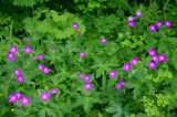 Nice Patch of Wild Geraniums Mtn Roadside tb0609adr.jpg