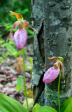 Double Pink Ladies in Spring Mtns tb0609bbr.jpg