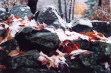 Late Fall Snowy Leaves on Rock Wall Boundary tb1009kk.jpg