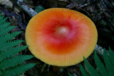 American Caesar Mushroom Angled View in Ferns tb0809cex.jpg