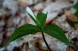 Pale Trillium in Early Bloom Stage tb0509har.jpg
