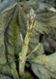 Beech Drops Plant Emerging from Leaves v tb0909tfx.jpg
