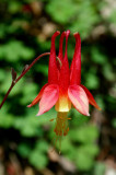 Single Columbine Flowering out Loud tb0514hgx.jpg