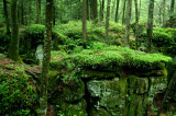 Beartown Rocks with Ferns  Woods tb0610fcx.jpg