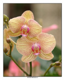 00207 orchid miltonia 2.jpg