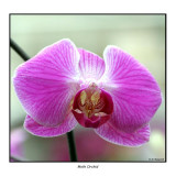 00211 phaleanopsis moth orchid 2.jpg