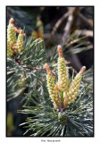 00221 pine growth.jpg