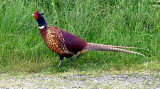 Cock phesant IMG_1233.jpg