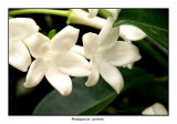 00203 madagascar jasmine.jpg