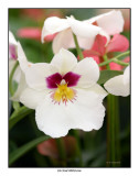 00206 orchid miltonia.jpg
