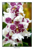 00208 pansey orchid.jpg