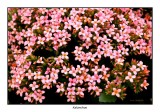 00082 kalanchoe.jpg