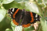 Butterfly 061.jpg