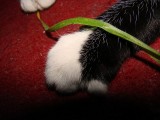 kedi 012.jpg