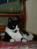 kedi 016.jpg
