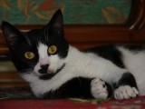 kedi 017.jpg