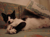 kedi 010.jpg