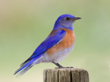 Western Bluebird, McClellan Ranch