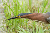 Green Heron, Vasona