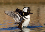 Hooded Merganser, Cupertino