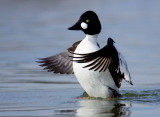 Common Goldeneye, Shoreline