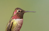 Annass Hummingbird
