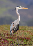 Great Blue Heron, Half Moon Bay