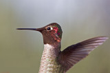 Annass Hummingbird