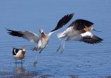 American Avocet, Baylands