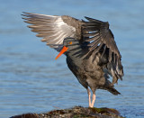 Black Oystercatcher, Half Moon Bay