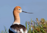 American Avocet, Baylands